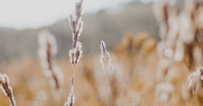 Medical Grade Skin Solutions