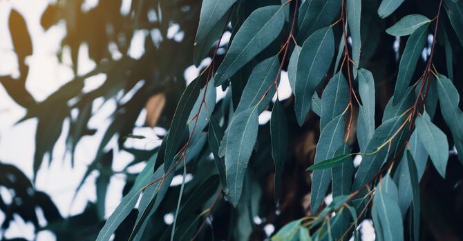 Medical Weight Loss Program