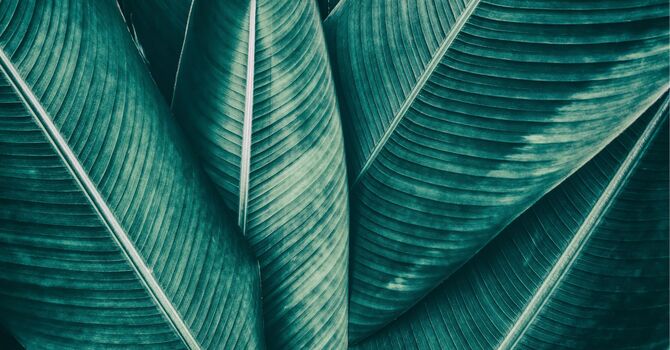 Platelet Rich Plasma